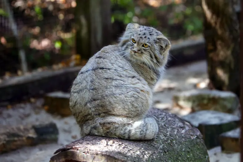 コシツェ動物園のアラニの子（2026年生まれ）Ⅱの写真
