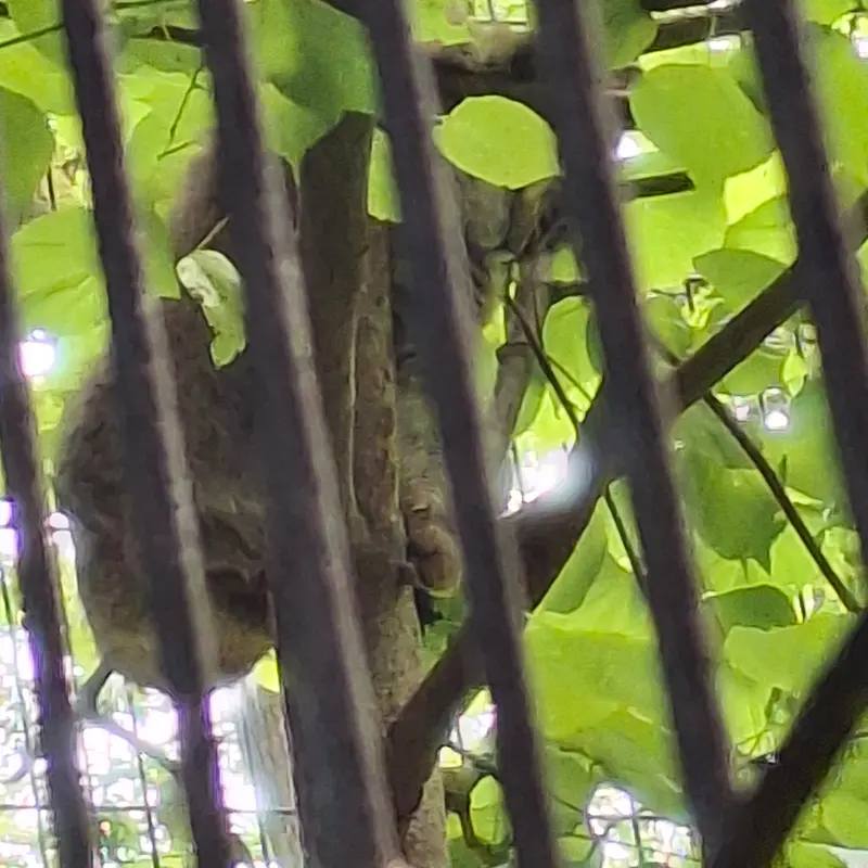 クラクフ動物園のマヌルネコの写真