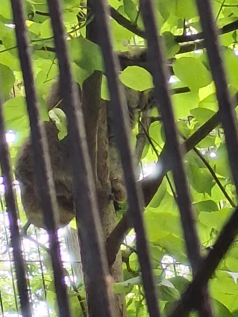 クラクフ動物園のマヌルネコの写真
