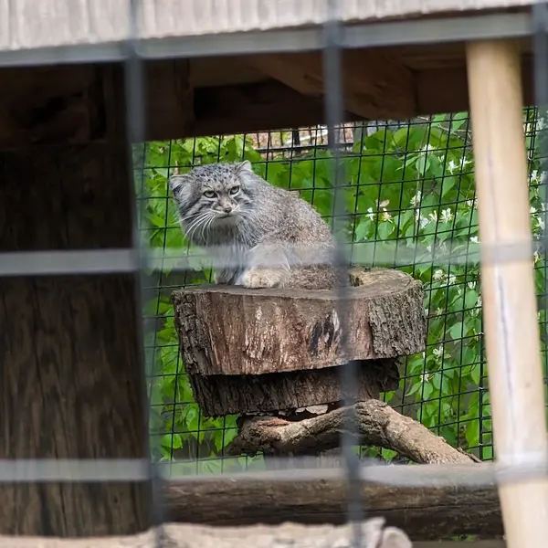 スミソニアン国立動物園のセバの写真