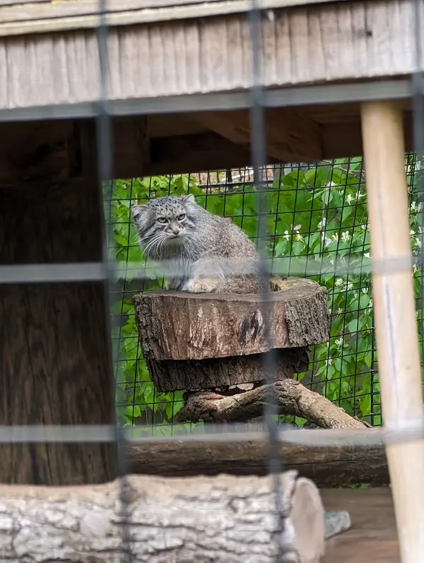 スミソニアン国立動物園のセバの写真