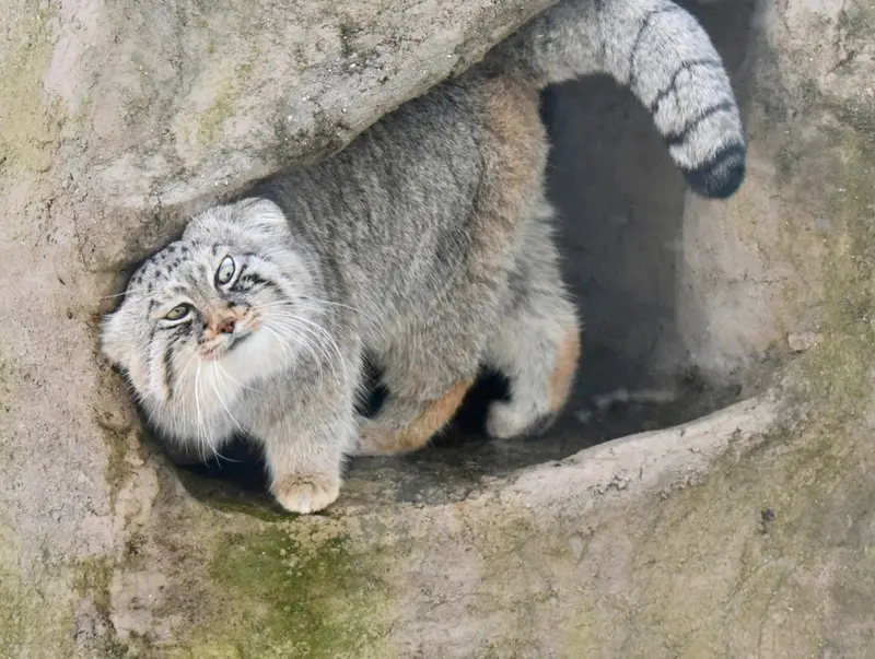 埼玉県こども動物自然公園のロータスの写真