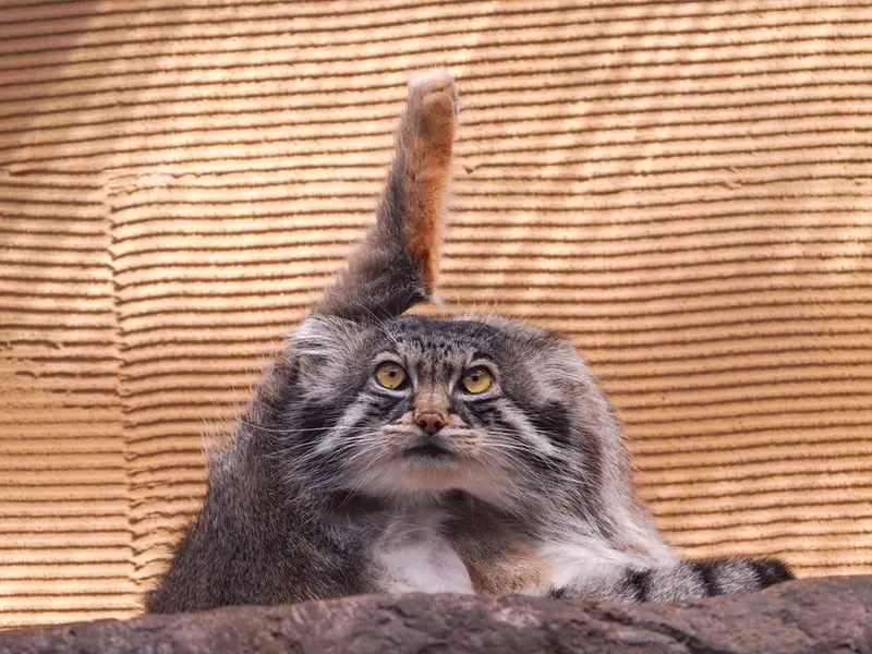 マヌルネコの写真