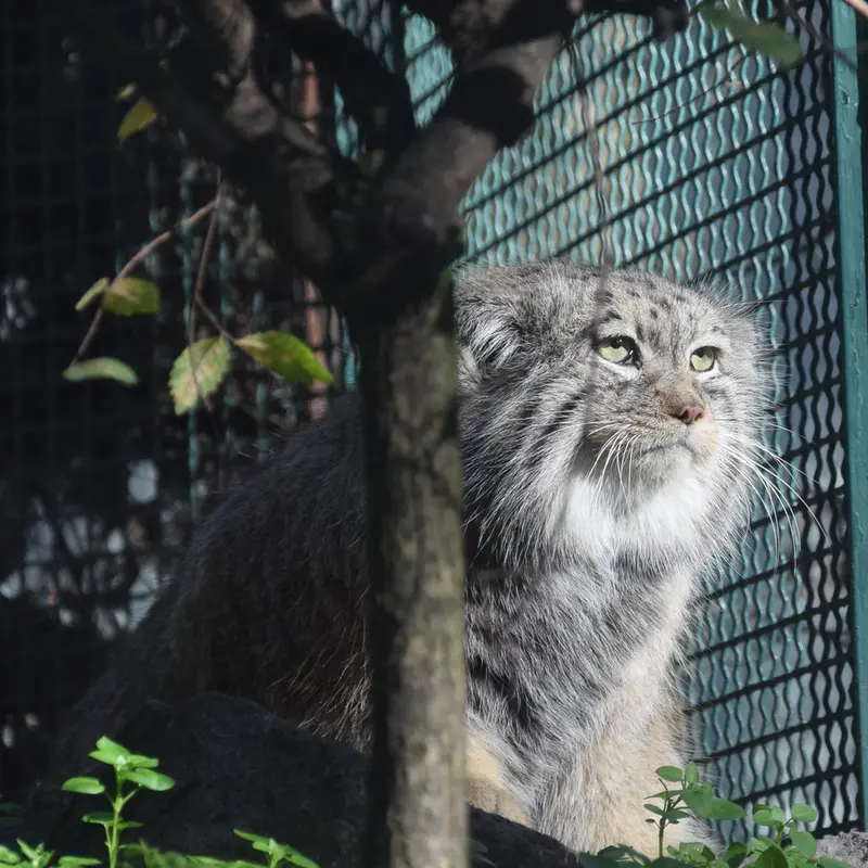 ブダペスト動物園＆植物園のボフスの写真