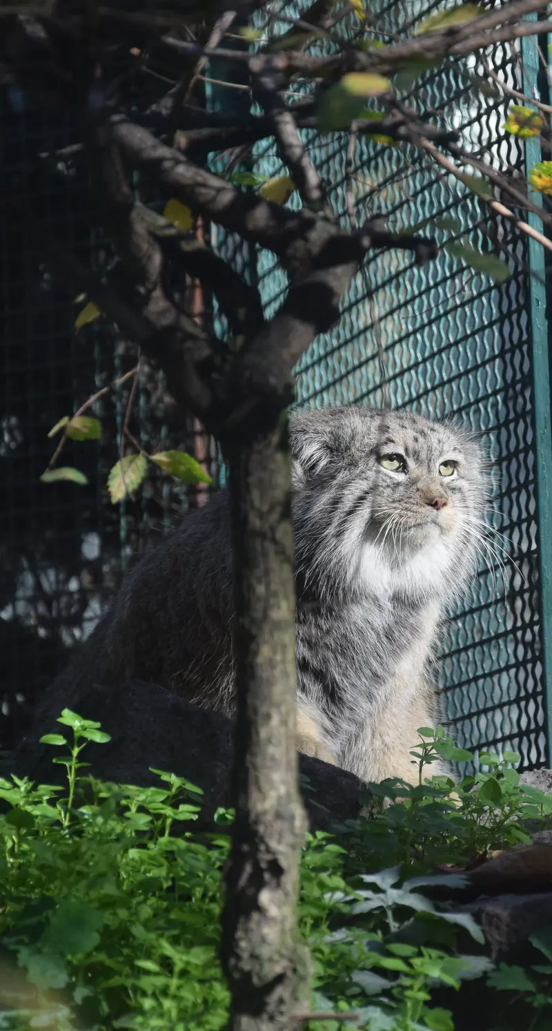 ブダペスト動物園＆植物園のボフスの写真