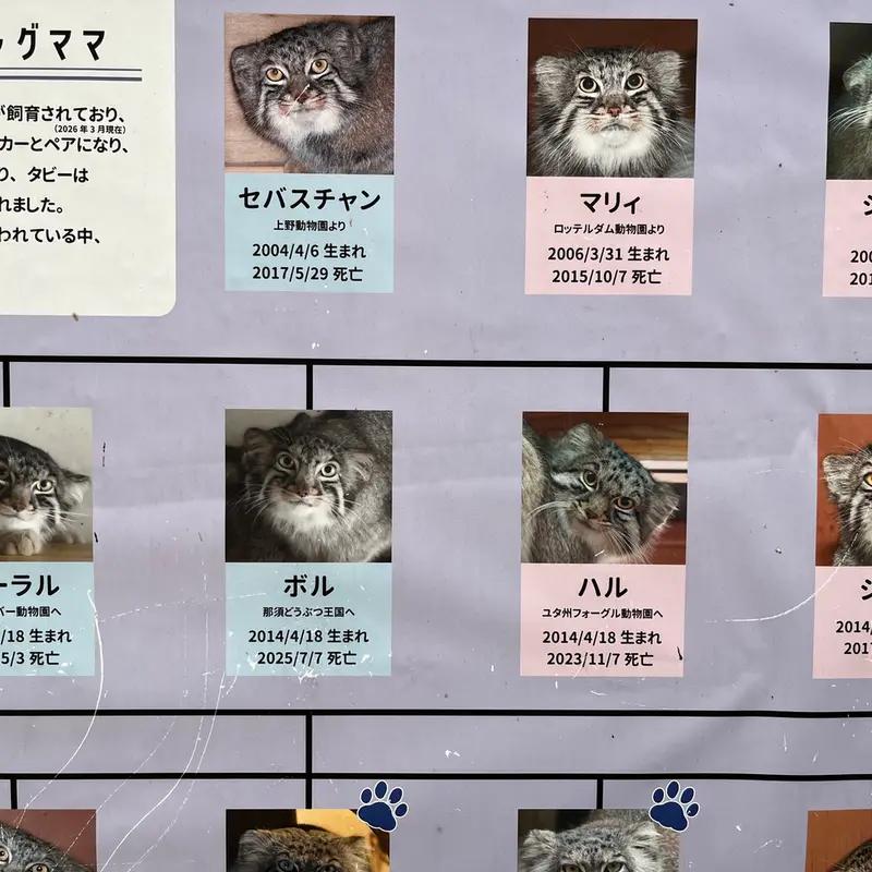 埼玉県こども動物自然公園のマヌルネコの写真