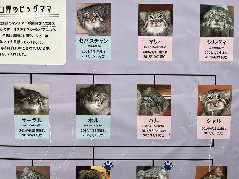埼玉県こども動物自然公園のマヌルネコの写真