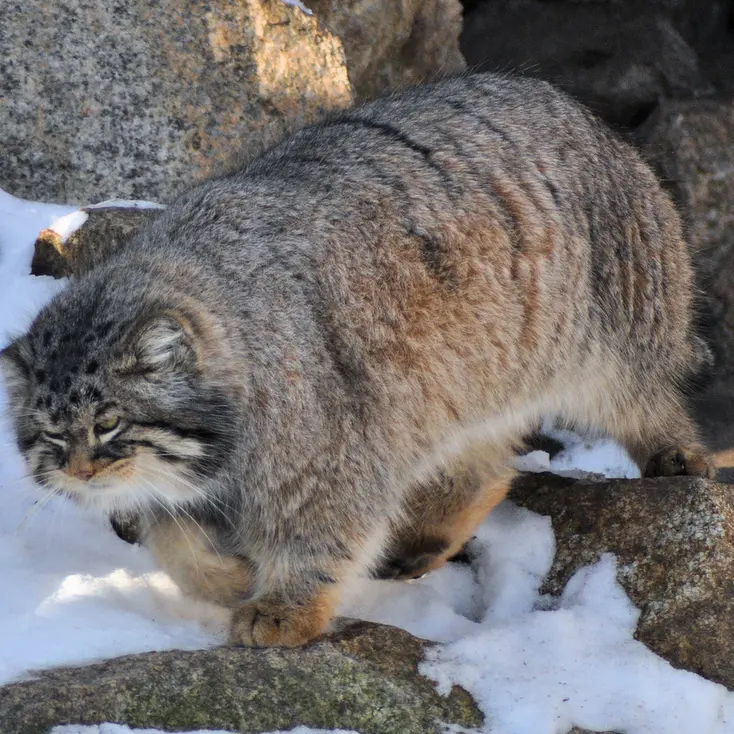 ゲルリッツ動物園のブルースの写真