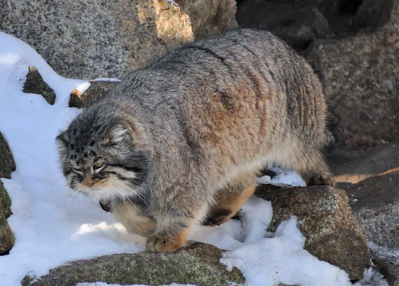 ゲルリッツ動物園のブルースの写真