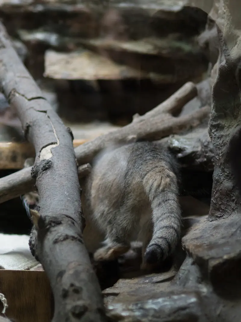 恩賜上野動物園のプリームラの写真
