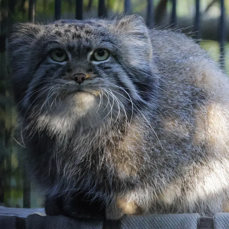 ノヴォシビルスク動物園のシルヴェスターの写真