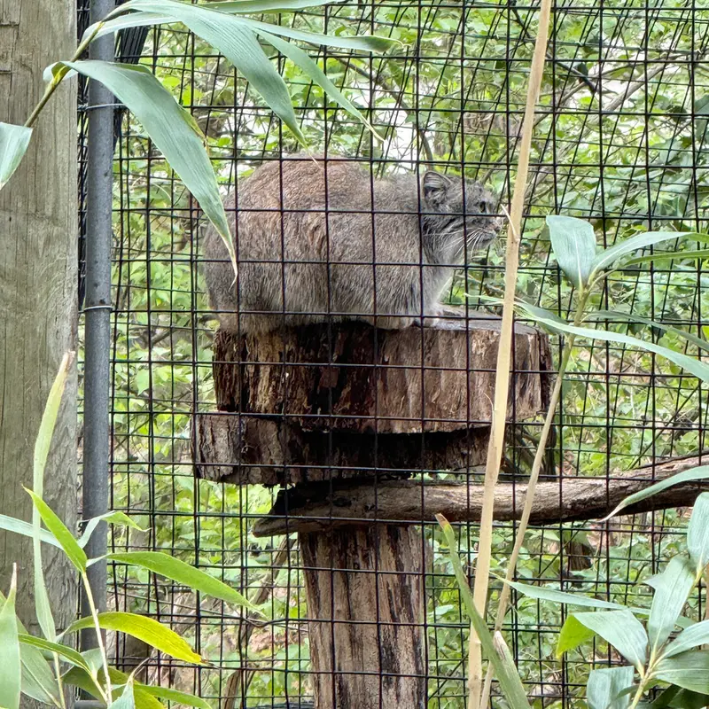 スミソニアン国立動物園のセバの写真