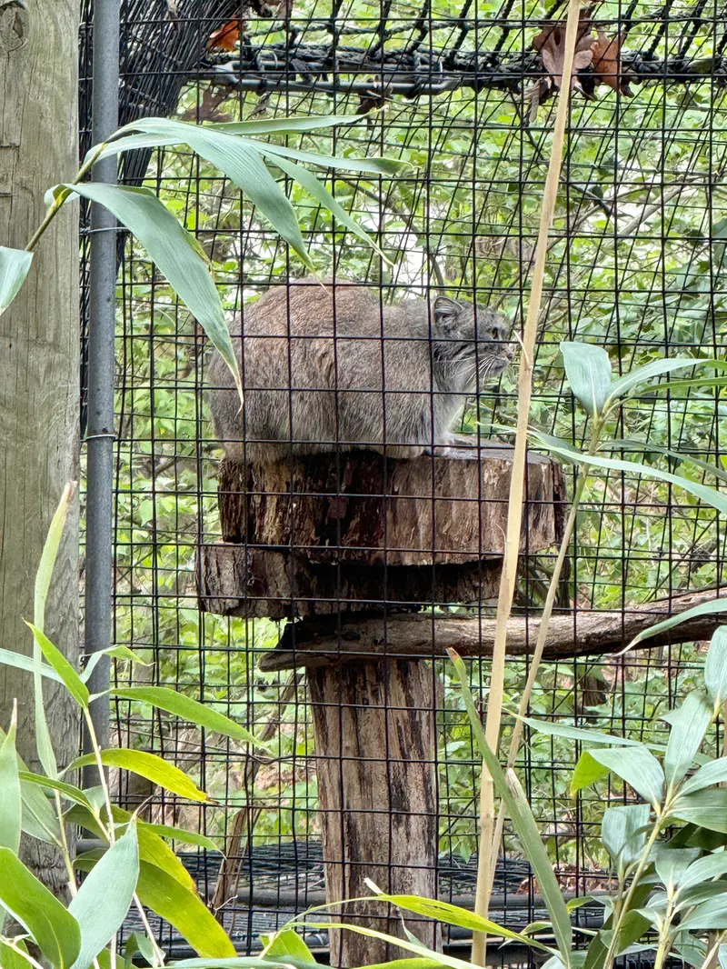 スミソニアン国立動物園のセバの写真