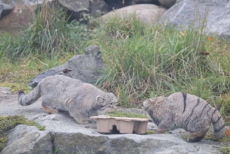 コルケアサーリ動物園のサーガとサイミの写真