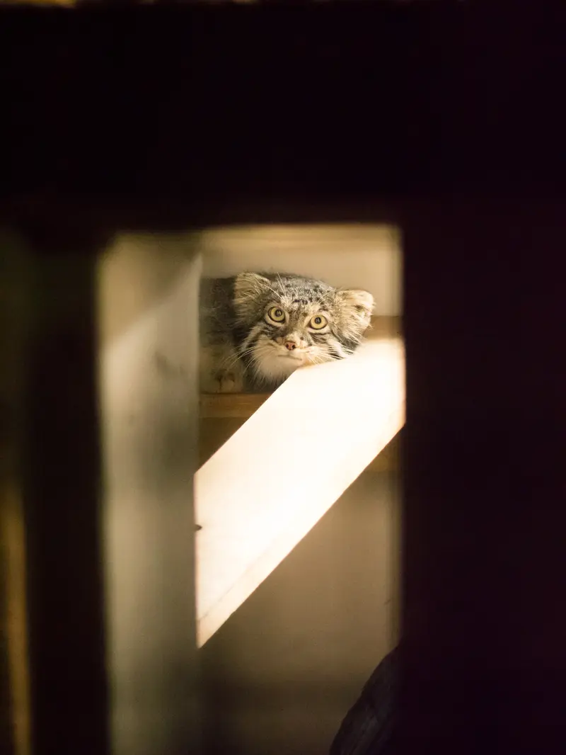 野毛山動物園のフィーガの写真