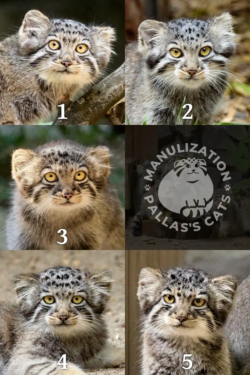 ノヴォシビルスク動物園のイヴの子(2026年生まれ)Ⅰ、イヴの子(2026年生まれ)Ⅱ、イヴの子(2026年生まれ)Ⅲ、イヴの子(2026年生まれ)Ⅳとイヴの子(2026年生まれ)Ⅴの写真