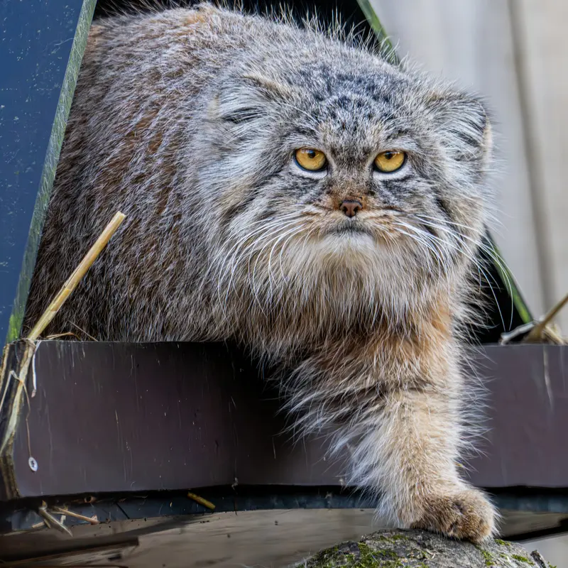 トレゴムール動物園のイウォークの写真