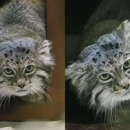 恩賜上野動物園のクリョンの写真