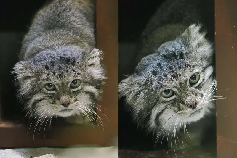 恩賜上野動物園のクリョンの写真