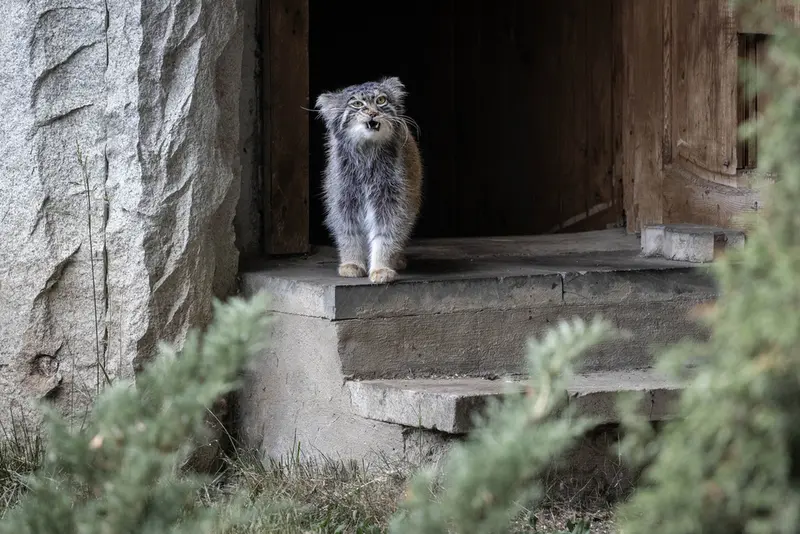 モスクワ動物園のティモフェイの写真
