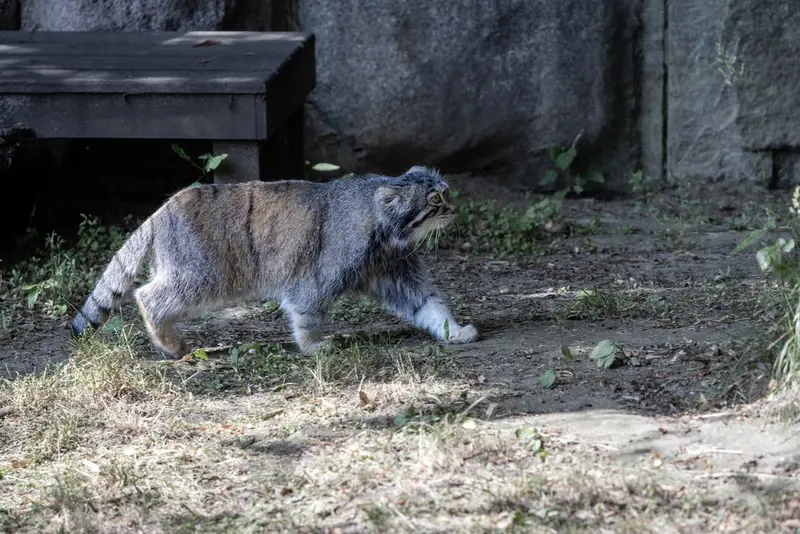 モスクワ動物園のティモフェイの写真