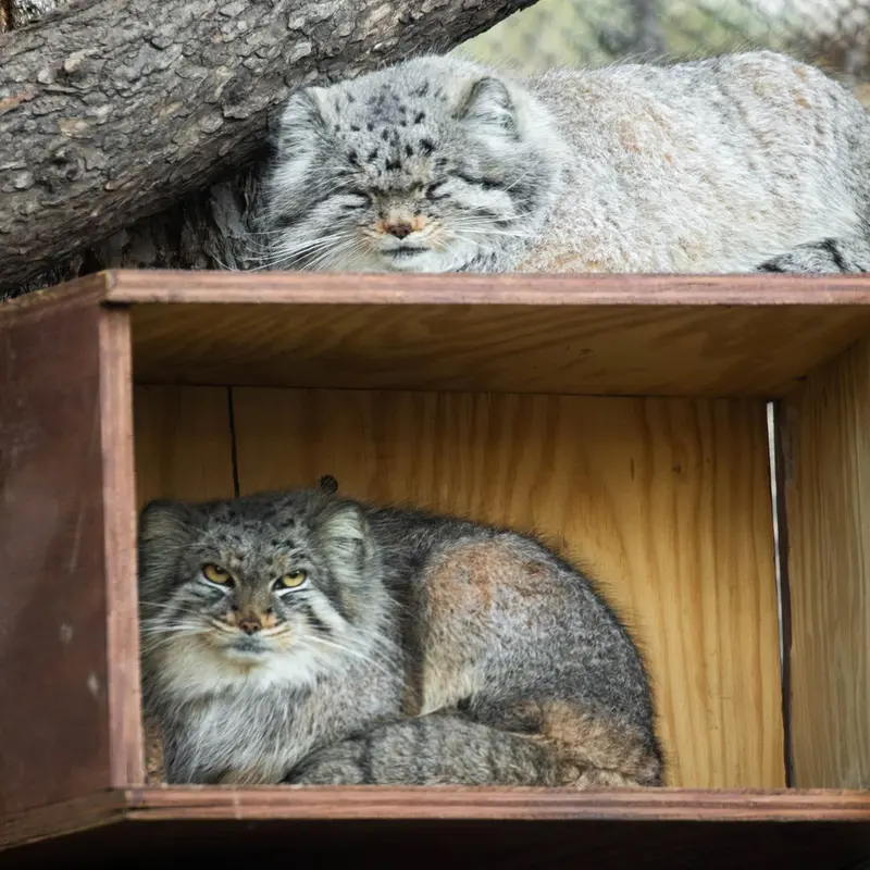 シャイアン・マウンテン動物園のボーとナンシーの写真