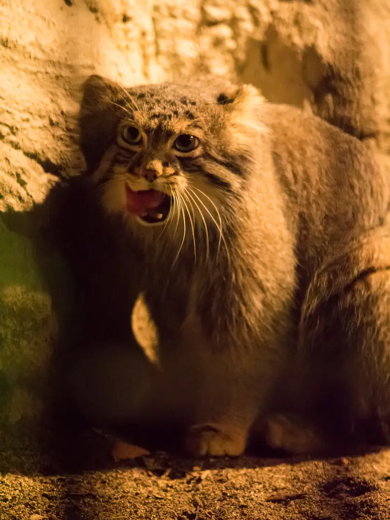野毛山動物園のフィーガの写真