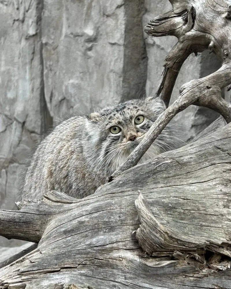カルガリー動物園 / ワイルダー研究所のペマの写真