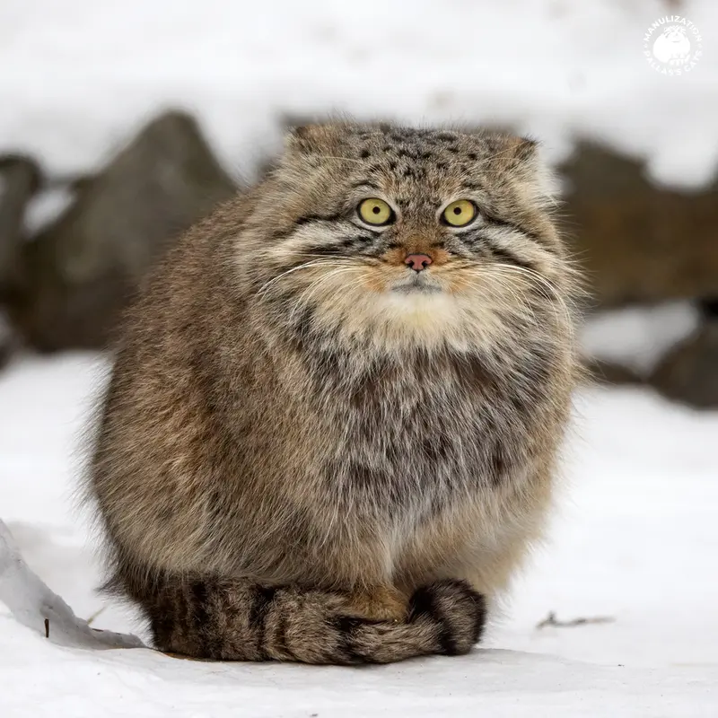 ノヴォシビルスク動物園のルフの写真