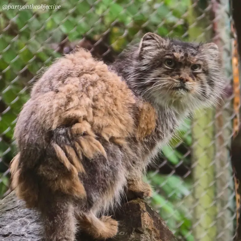 ウッチ動物園のパッツォの写真