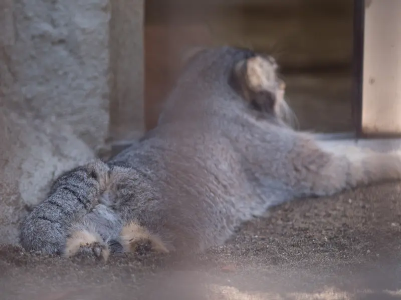 野毛山動物園のフィーガの写真