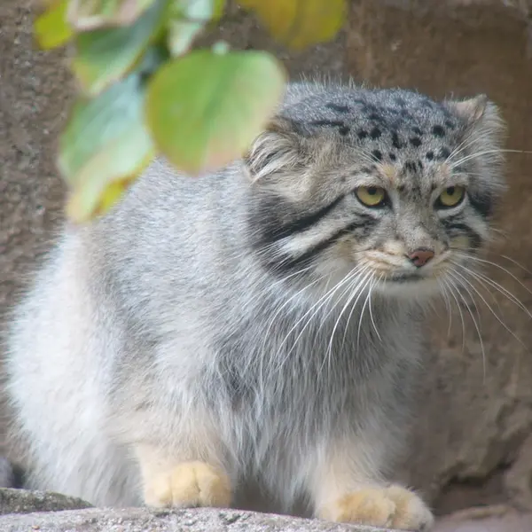 神戸市立王子動物園の衛門の写真