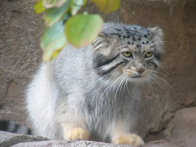 神戸市立王子動物園の衛門の写真