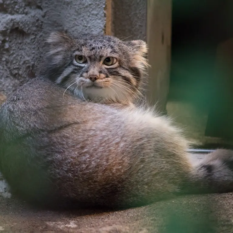 野毛山動物園のフィーガの写真