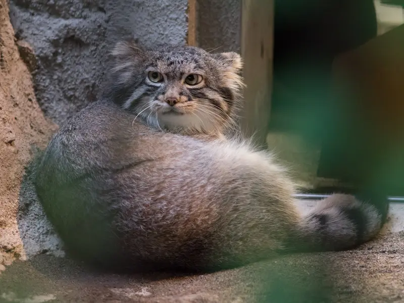野毛山動物園のフィーガの写真