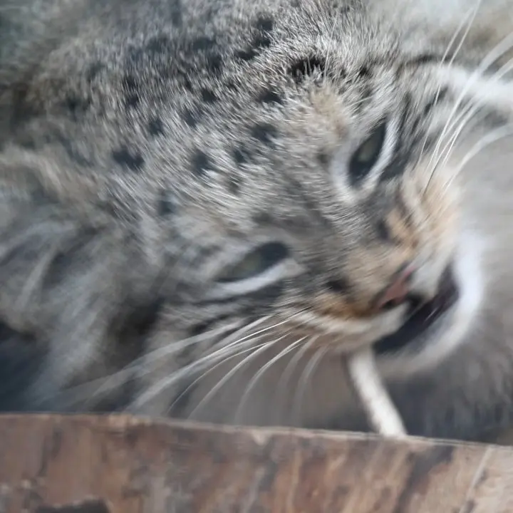 レニングラード動物園のマヌルネコの写真