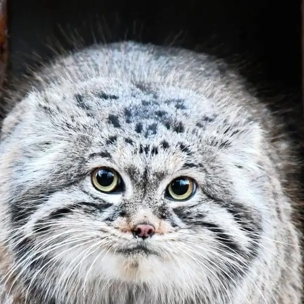 ポズナン新動物園のマゼランの写真