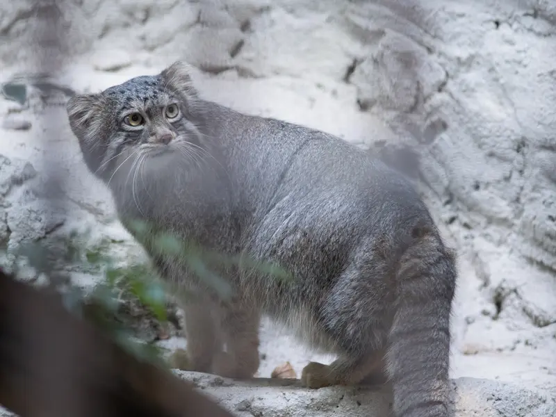 野毛山動物園のフィーガの写真