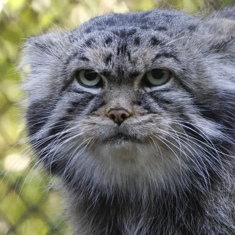 ノヴォシビルスク動物園のジョージの写真
