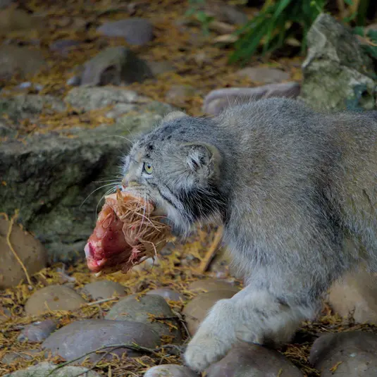 エディンバラ動物園のアキコの写真