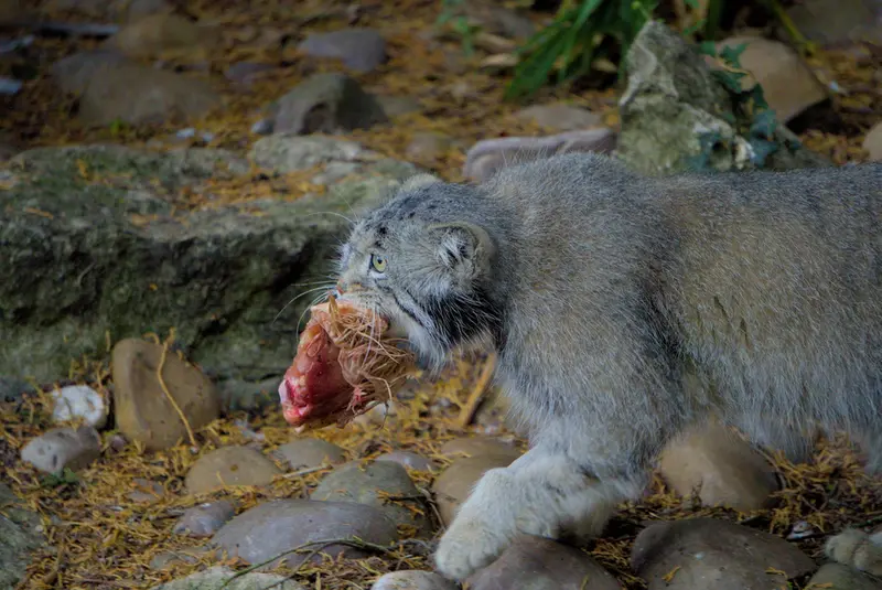エディンバラ動物園のアキコの写真