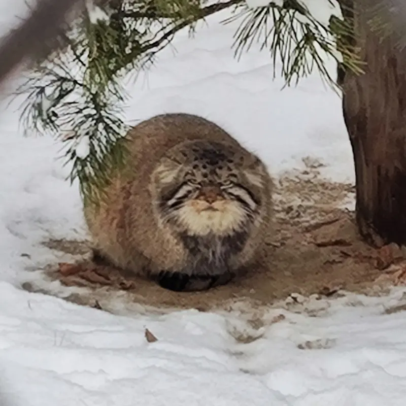 ノヴォシビルスク動物園のジョージの写真