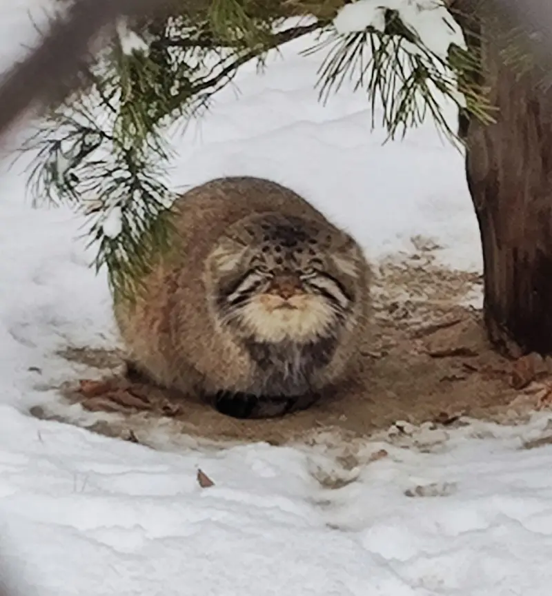 ノヴォシビルスク動物園のジョージの写真