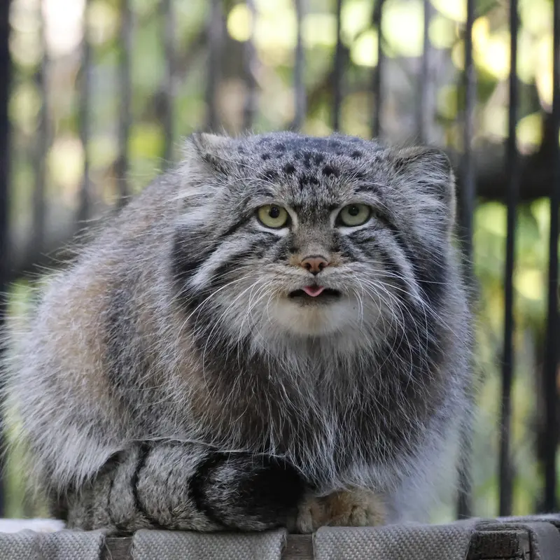 ノヴォシビルスク動物園のシルヴェスターの写真