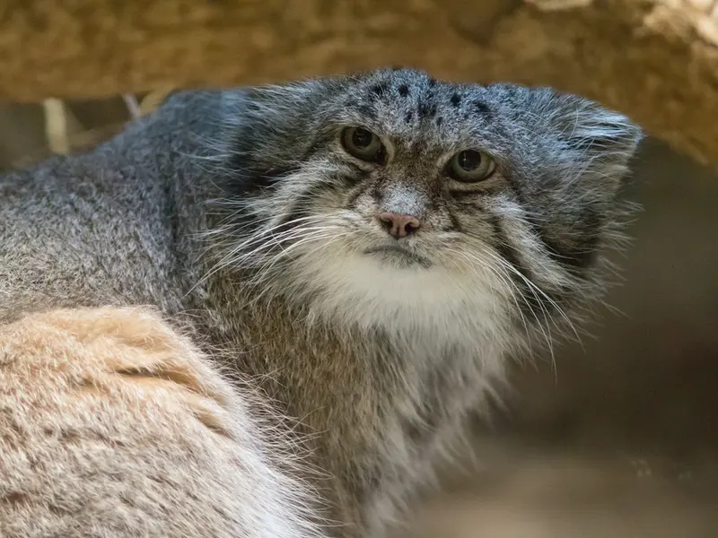 恩賜上野動物園のクリョンの写真