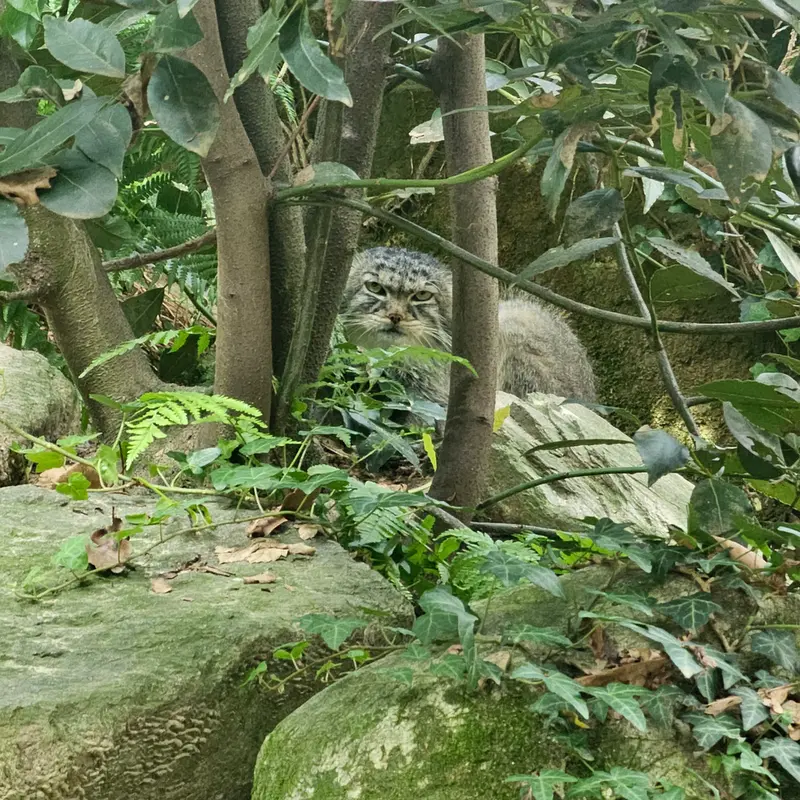 パルコ・ファウニスティコ・ラ・トルビエラのアルタナの写真