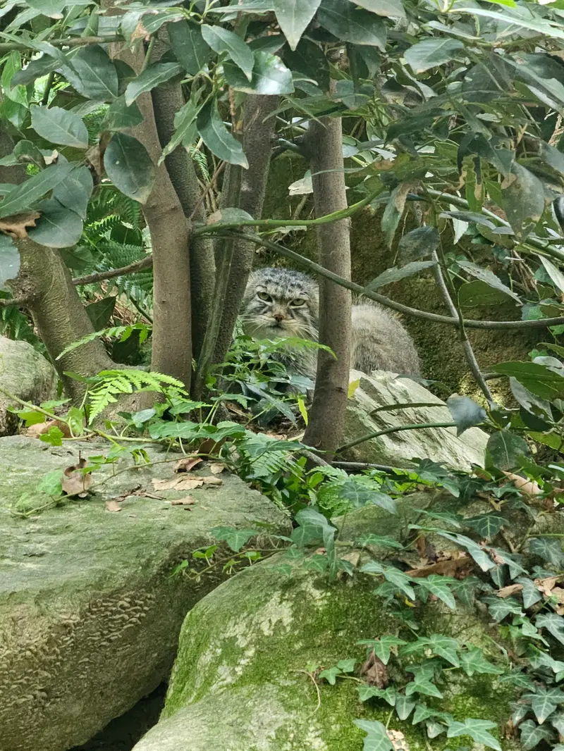 パルコ・ファウニスティコ・ラ・トルビエラのアルタナの写真
