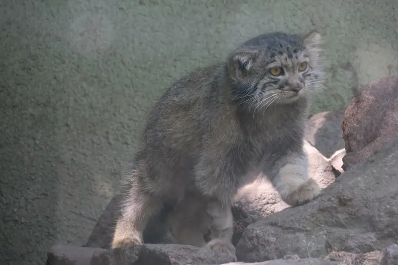 ブダペスト動物園・植物園のボリス Ⅱの写真