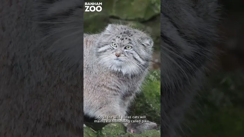 バナム動物園のイントとアキコの動画