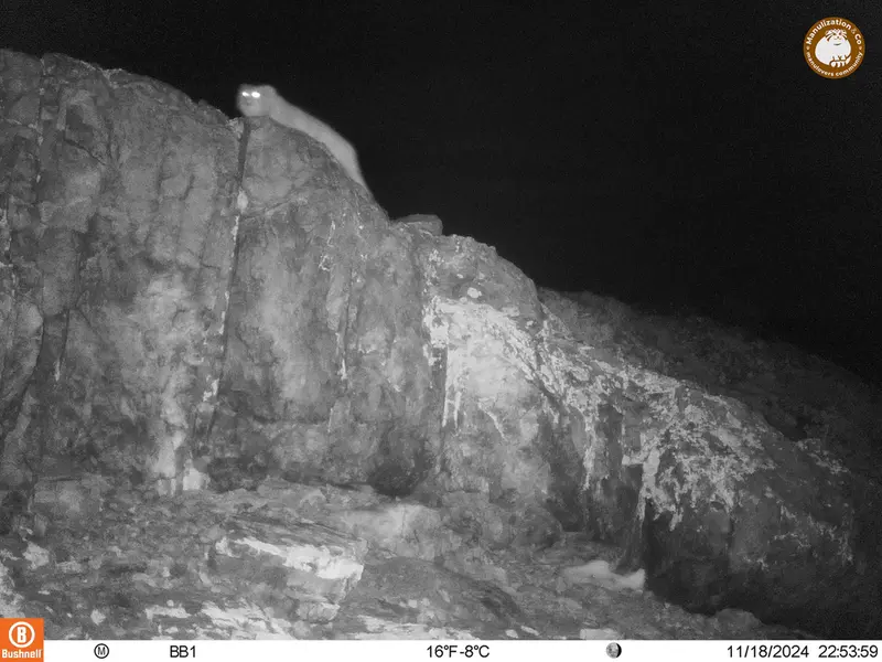 アクタス＝クンコラ［新］カメラトラップで撮影したOtocolobus manul manulの写真